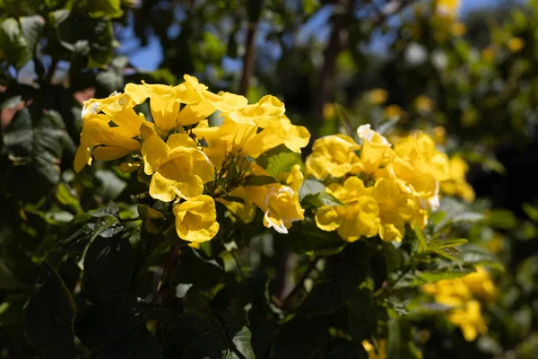 View Many Yellow Elder Flower Yellow Bells Tecoma Stans Blossom — Stock Photo, Image