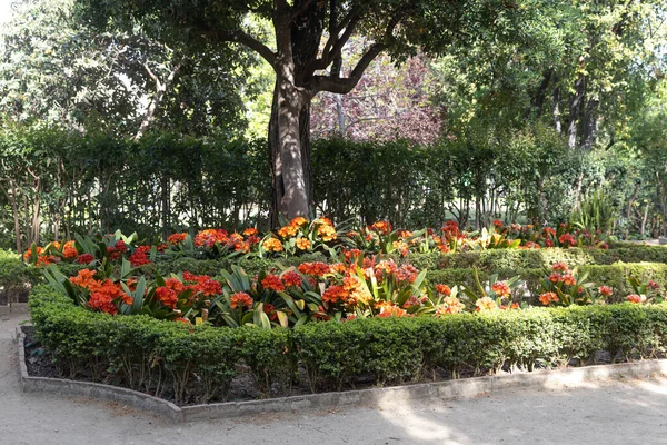 Barcelona España Abril 2023 Jardines Públicos Jardins Tamarita Primavera Flor — Foto de Stock
