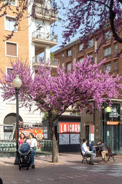 Barcelona España Abril 2024 Cercis Siliquastrum Comúnmente Conocido Como Árbol —  Fotos de Stock