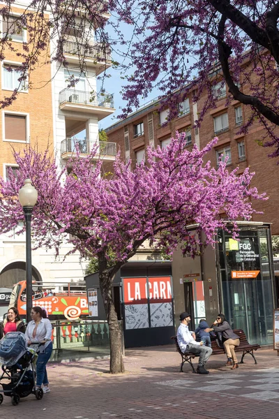 2024年4月22日 西班牙巴塞罗那的Cercis Siliqua约 俗称犹大树 Judas Tree 在公共花园开花 人们坐在长椅上休息 — 图库照片