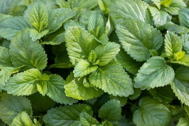 Darphane arkaplanı, kapat ve canlı renk yöntemi