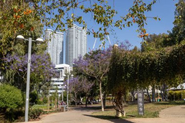 Tel Aviv, İsrail - Nisan 2023, Blooming jacaranda, modern şehrin sokaklarındaki mor ağaç. Modern konut binaları gökdelenler ve küçük bir park. Kentselcilik.