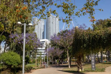 Tel Aviv, İsrail - Nisan 2023, Blooming jacaranda, modern şehrin sokaklarındaki mor ağaç. Modern konut binaları gökdelenler ve küçük bir park. Kentselcilik.
