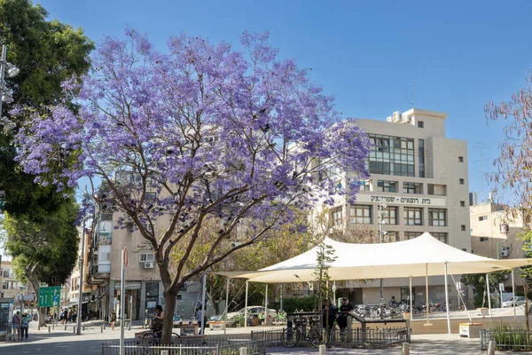 Tel Aviv Israel Abril 2023 Jacaranda Floreciente Árbol Púrpura Las —  Fotos de Stock