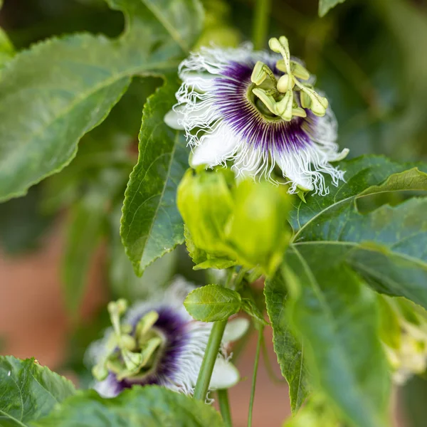 Passiflora, known also as the passion flowers or passion vines, is a genus of about 550 species of flowering plants, the type genus of the family Passifloraceae. Square frame