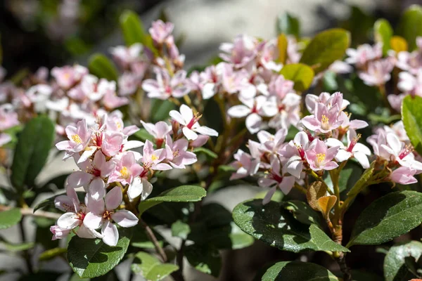 Raphiolepis Rodzaj Roślin Rodziny Różowatych Rosaceae Występujący Azji Wschodniej Umiarkowanym — Zdjęcie stockowe