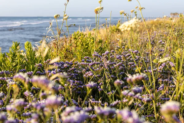 stock image Mediterranean. Shore overgrown with Limonium sinuatum