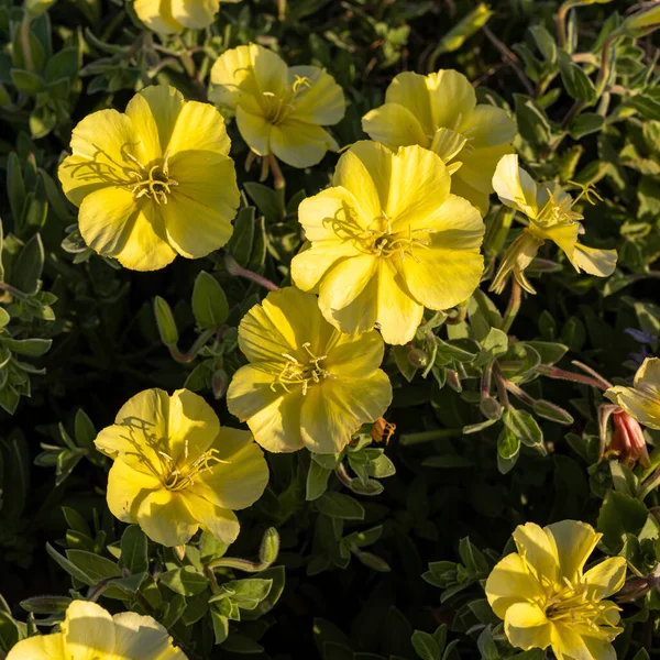 Oenothera drummondii is species of shrub in the family Onagraceae. They have a self-supporting growth form. They are native to The Contiguous United States. Flora of Israel