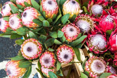 İğnelik Proteas turuncu, Leucospermum cordifolium, Güney Afrika