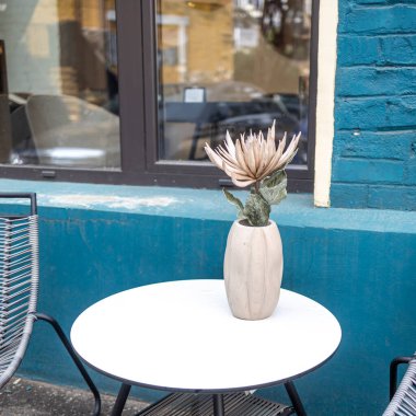 Mavi bir duvara karşı beyaz bir masada seramik bir vazoda kurumuş büyük, kuru, gri bir çiçek. İskandinav tasarımı. Sokak kafesi dekorasyonu