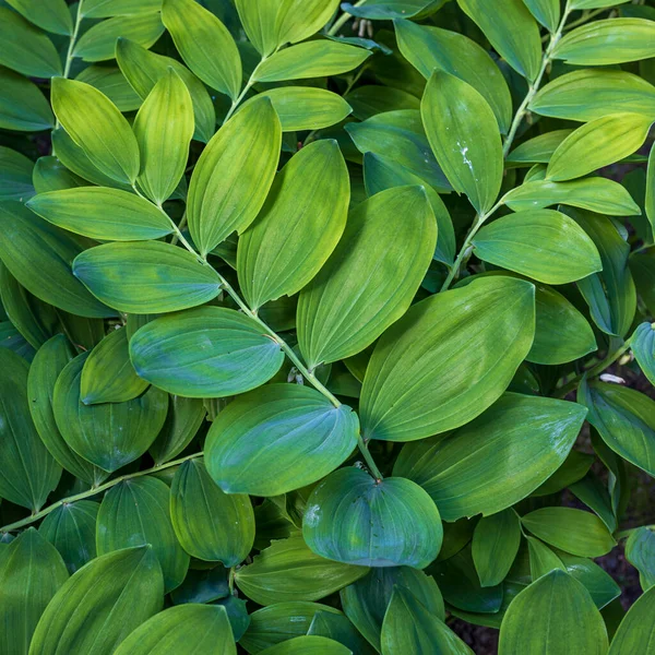 Polygonatum Multiflorum Een Plant Uit Asparagaceae Een Familie Van Tweezaadlobbige — Stockfoto