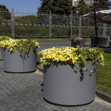 Açık hava beyaz seramik vazo. Parkta farklı renklerde mavi menekşeler var. peyzaj tasarımı