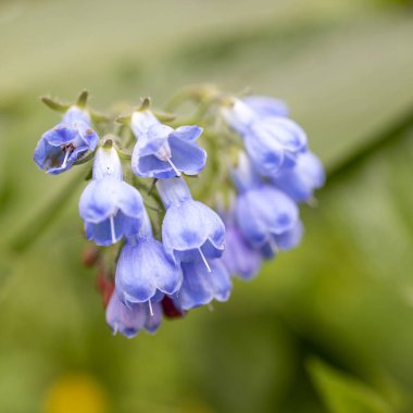 Blossom Prickly Comfrey, Symphytum Asperum, çiçekler ve yapraklar yakın plan, seçici odaklanma,