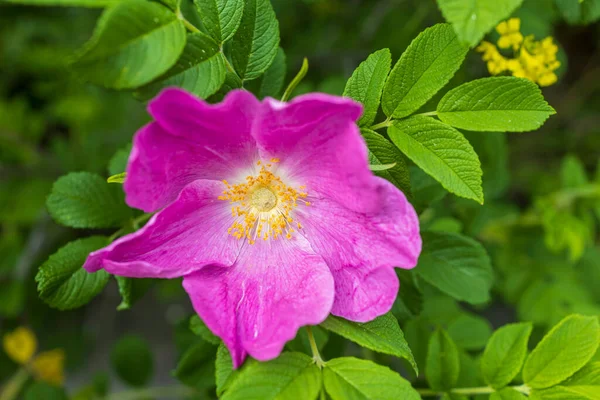 stock image A rose is either a woody perennial flowering plant of the genus Rosa, in the family Rosaceae, or the flower it bears. There are over three hundred species and tens of thousands of cultivars