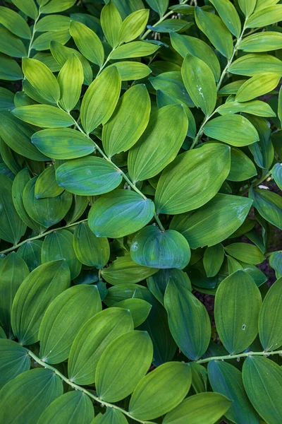 Polygonatum Multiflorum Een Plant Uit Asparagaceae Een Familie Van Tweezaadlobbige — Stockfoto