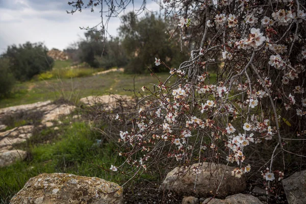 Blommande Mandelträd Mandelplantage — Stockfoto