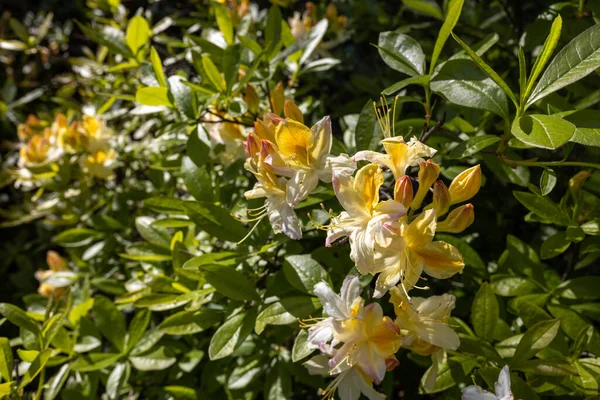 Rhododendrons Japoneses Amarillos Cerca Del Seto Jardín Botánico —  Fotos de Stock
