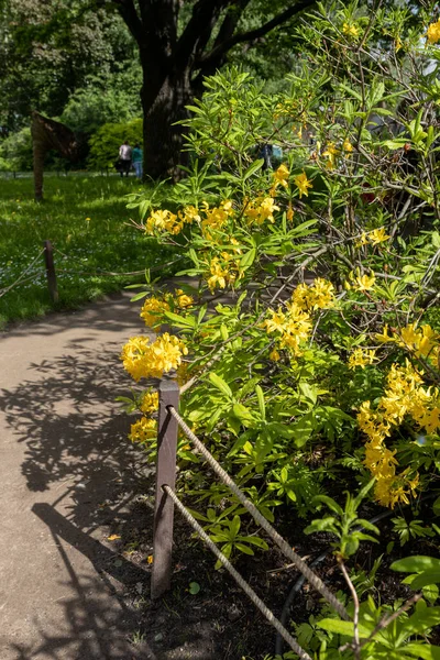 Żółte Japońskie Rododendrony Pobliżu Żywopłotu Ogrodzie Botanicznym — Zdjęcie stockowe