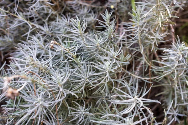 stock image Prickly juniper, Juniperus oxycedrus close up. Green tecture