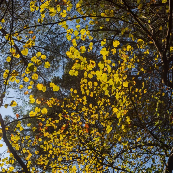 Cercis Canadensis Neergeschoten Achtergrondverlichting Bladeren Gloeien Zon Vierkant Frame — Stockfoto