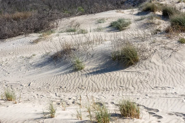 Sanddynerna Nära Medelhavet Prydda Med Frodigt Gräs Och Bär Spännande — Stockfoto