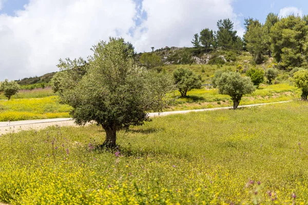 Meronberget Ett Berg Övre Galiléen Israel Den Har Särskild Betydelse — Stockfoto