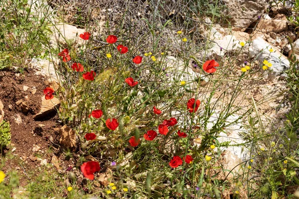 Röd Vallmo Blommar Mount Carmel Februari Israel Vårtid — Stockfoto