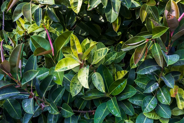 Ficus Blätter Als Strukturierter Hintergrund Muster Ficus Tinctoria — Stockfoto