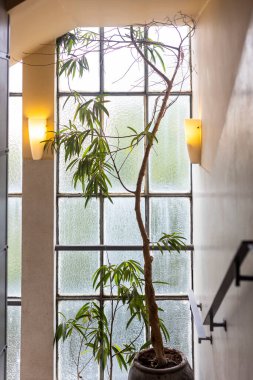 Küvette zakkum, karelerden oluşan yapıcı bir pencerenin arka planında. Binanın merdiven ve koridoru.