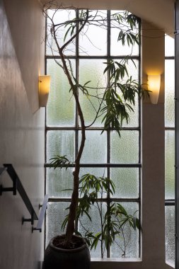 Küvette zakkum, karelerden oluşan yapıcı bir pencerenin arka planında. Binanın merdiven ve koridoru.