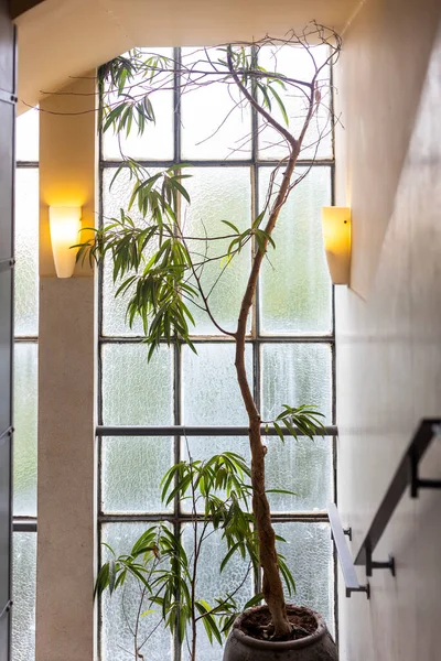 Oleander Dans Une Baignoire Sur Fond Une Fenêtre Constructiviste Composée — Photo
