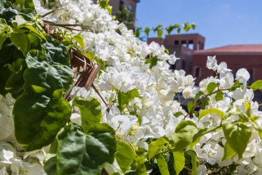 Duvardaki beyaz bougainvillea çiçek