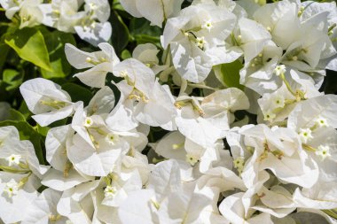 Duvardaki beyaz bougainvillea çiçek