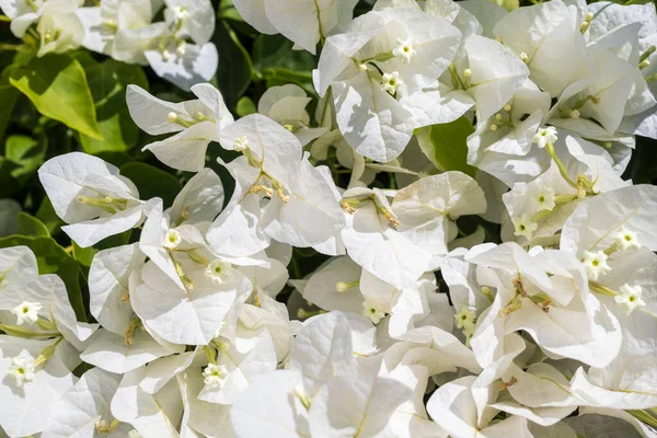 White Bougainvillea Flower Wall — Stock Photo, Image