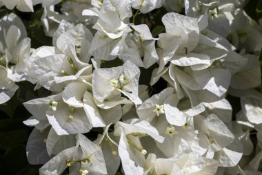 Duvarda beyaz begonvil çiçeği var. Desen