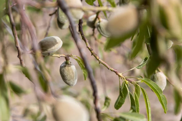 New harvest of almonds, almonds on the tree, Sicily, Italy