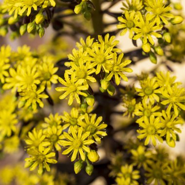 Aeonyum arboreum (Aeonium aeonium, ağaç Houseleek veya İrlanda gülü), çiçekli bitki familyası Crassulaceae 'de bulunan sulu, subtropikal bir çalılıktır. Çiçek açıyor