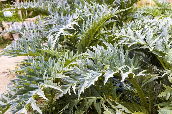 Cynara Genus Thistle Perennial Plants Family Asteraceae Native Mediterranean Region — Stock Photo, Image