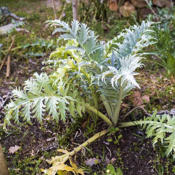 Cynara Genus Thistle Perennial Plants Family Asteraceae Native Mediterranean Region — Stock Photo, Image