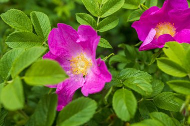 Gül, ya Rosaceae familyasından Rosa cinsinin uzun ömürlü çiçek açan bitkisidir ya da taşıdığı çiçektir. Üç yüzden fazla tür ve on binlerce kümes hayvanı var.