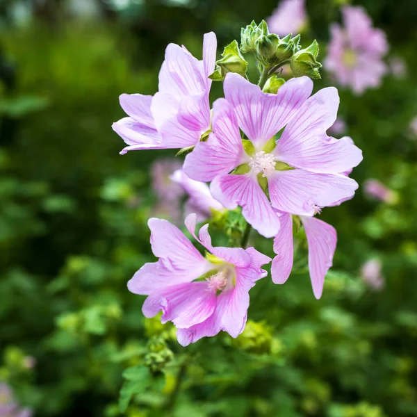 Althaea Officinalis Uma Espécie Planta Com Flor Originária Europa Ásia — Fotografia de Stock