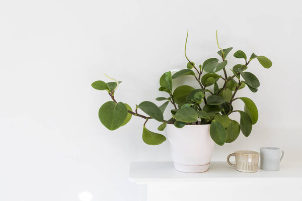 Peperomia (P. magnoliifolia) pot plant, also known as the Radiator Plant and Desert Privet Plant, with deeply wrinkled, dark green leaves, in a pink pot and two coffe cups on the white shelf
