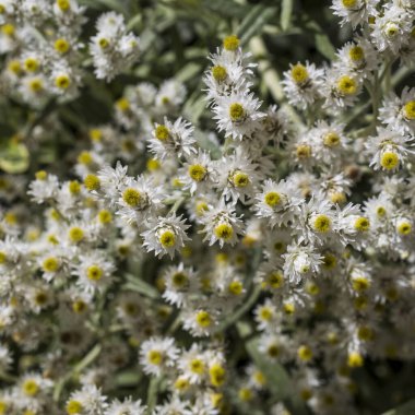 Anafalis margaritacea, Asteraceae familyasından Asya ve Kuzey Amerika 'da yetişen bir bitki türü. Kare kare