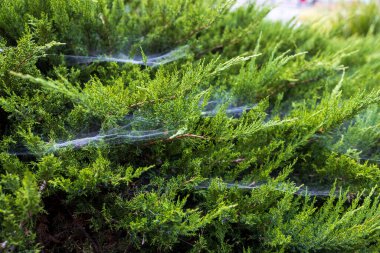 Ardıç dalları, ağdaki haydutlar. yeşil duvar kağıdı