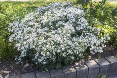Avrupa Michaelmas'la daisy (Aster amellus). Aster çiçekli bitkiler bitki ailesindeki bir cinsidir.