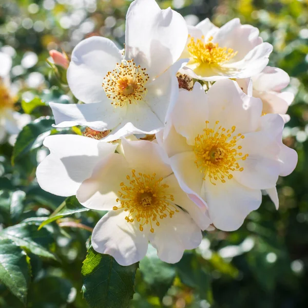 Rosa Moschata Róża Piżmowa Jest Gatunkiem Różanym Który Dawna Uprawia — Zdjęcie stockowe
