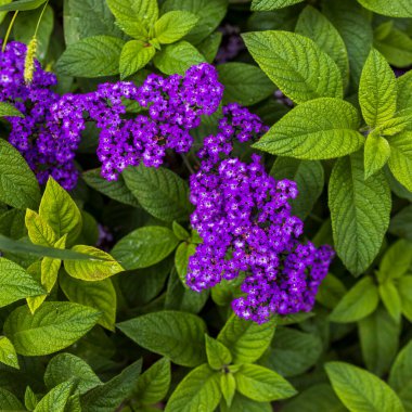 Heliotropium ağaçevi (