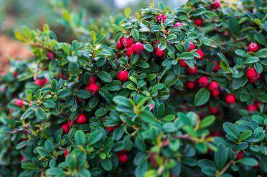 Cotoneaster, gülgiller (Rosaceae) familyasından Palearktik bölgede yetişen bir bitki cinsidir.,