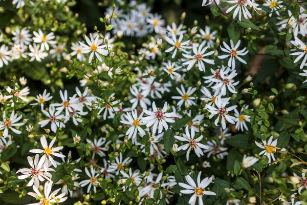 Eurybia divaricata 'nın arka planı, beyaz ahşap makinesi,