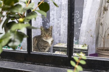 Bir İngiliz evinin penceresindeki kedi, bitkilerin ve tül perdelerin arkasındaydı.